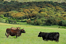 Morucha negra cattle, grazing in Dehesa forest habitat, Ciudad Rodrigo, Salamanca Region, Castilla y Leon, Spain