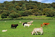 Morucha negra and other races of cattle, grazing in  dehesa habitat, Ciudad Rodrigo, Salamanca Region, Castilla y Leon, Spain, May 2011