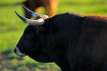 Ganado bravo, fighting bull profile, Ciudad Rodrigo, Salamanca Region, Castilla y Leon, Spain