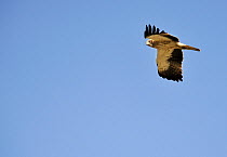 Booted eagle, (Aquila pennata) Campanarios de Azaiba Reserve, Salamanca Region, Castilla y Leon, Spain