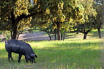 Porco Iberico / Iberian black pig grazing in  Dehesa in Salamanca Region, Castilla y Leon, Spain