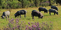 Iberian black pigs in Dehesa forest, Campanarios de Azaiba Reserve, Salamanca Region, Castilla y Leon, Spain