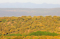 Holm oak (Quercus ilex) Dehesa forest landscape,  Campanarios de Azaiba Reserve, Salamanca Region, Castilla y Leon, Spain, May 2011