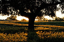 Holm oak (Quercus ilex) in Dehesa landscape at sunset, Campanarios de Azaiba Reserve, Salamanca Region, Castilla y Leon, Spain, May 2011