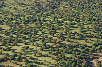 Aerial image of Dehesa landscape of Salamanca Region, Castilla y Leon, Spain, May 2011