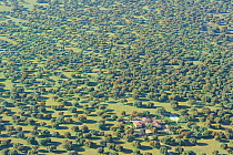 Aerial image of farm building surrounded by  Dehesa forest, Salamanca Region, Castilla y Leon, Spain, May 2011