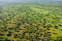 Aerial image of Dehesa forest, Salamanca Region, Castilla y Leon, Spain, May 2011