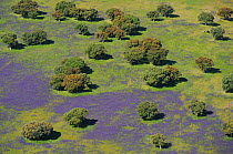 Aerial image of Espiritu Santo area with purple from flowering lavender in dehesa habitat, Salamanca Region, Castilla y Leon, Spain, May 2011