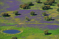Aerial image of Espiritu Santo area with purple from flowering lavender in dehesa habitat, Salamanca Region, Castilla y Leon, Spain, May 2011