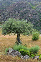 Olive tree (Olea europaea) in Faia Brava Reserve, Coa valley, Portugal, May 2011