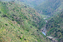 Faia Brava Reserve, Coa valley, Portugal, May 2011