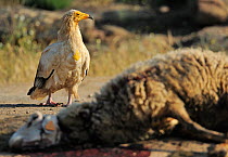 Egyptian vulture (Neophron percnopterus) near sheep carcass, Faia Brava Reserve, Coa valley, Portugal, May