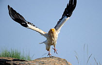 Egyptian vulture (Neophron percnopterus) taking off, Faia Brava Reserve, Coa valley, Portugal, May