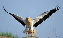Egyptian vulture (Neophron percnopterus) landing, Faia Brava Reserve, Coa valley, Portugal, May