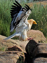 Egyptian vulture (Neophron percnopterus) landing, Faia Brava Reserve, Coa valley, Portugal, May