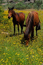 Garrano horses, Faia Brava Reserve, Coa valley, Portugal