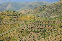 Aerial view of Olive farm, Coa valley, Portugal, May 2011