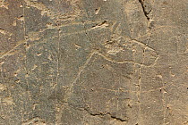 Ancient rock carving of a tarpan horse, Coa valley Archaeological park, Portugal