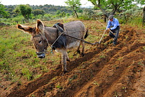 Josa Maria Felax, 89 years old, ploughing with his donkey, Faia Brava and Coa valley Archaeological park, Portugal, May 2011