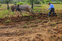 Josa Maria Felax, 89 years old, ploughing with his donkey, Faia Brava and Coa valley Archaeological park, Portugal, May 2011