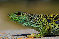 Ocellated lizard (Lacerta lepida)   Campanarios de Azaiba Reserve, Salamanca district, Castilla y Leon, Spain