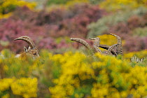 Spanish ibex (Capra pyrenaica) hidden behind vegetation in Pena de Francia Reserve, Sierra de Gata, Salamanca district, Castilla y Leon, Spain