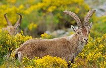 Spanish ibex (Capra pyrenaica) grazing on vegetation in Pena de Francia Reserve, Sierra de Gata, Salamanca district, Castilla y Leon, Spain