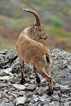 Spanish ibex (Capra pyrenaica) Pena de Francia Reserve, Sierra de Gata, Salamanca district, Castilla y Leon, Spain