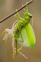 RF- Great green bush cricket (Tettigonia viridissima) emerging from nymphal skin, Faia Brava and Coa valley Archaeological park, Portugal, May. (This image may be licensed either as rights managed or...