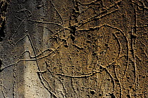 Ancient rock carving of an auroch, Coa valley Archaeological park, Portugal
