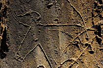 Ancient rock carving of an auroch, Coa valley Archaeological park, Portugal