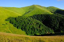 Alpine grasslands in the Tarku mountains Natura 2000 site, Southern Carpathians, Rewilding Europe site, Romania, June 2011