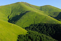 Alpine grasslands in the Tarku mountains Natura 2000 site, Southern Carpathians, Rewilding Europe site, Romania, June 2011