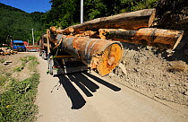Logging trucks bringing out the wood from the primaeval forests of Romania, Tarky mountains Natura 2000 site, Southern Carpathians, rewilding Europe site, Romania, June 2011