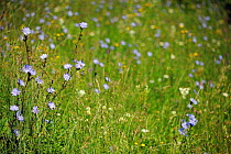 Species rich hay meadow, Sinca Noua, Southern Carpathians, Rewilding Europe site, Romania