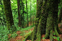 Old-growth beech forest in a WWF Reserve near Piatra Craiului National Park, Southern Carpathians, Rewilding Europe site, Romania