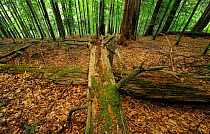 Old-growth beech forest with fallen logs, in a WWF Reserve near Piatra Craiului National Park, Southern Carpathians, Rewilding Europe site, Romania