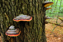 Bracket fungi growing in old-growth beech forest in a WWF Reserve near Piatra Craiului National Park, Southern Carpathians, Rewilding Europe site, Romania