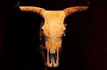 Skull of Auroch (Bos taurus primigenius), found in Skane / Skayne, Sweden. From the Zoological Museum at the Lund University, Sweden. c 10000-7500 years old.