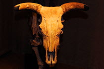 Skull and skeleton of Aurochs (Bos taurus primigenius), found in Skane / Skayne, Sweden. From the Zoological Museum at the Lund University, Sweden. c 10000-7500 years old.