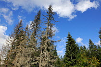 Trees dying from  bark beetle infestation, North Velebit National Park, Velebit Nature Park, Dalmatian coast, Adriatic sea, Croatia