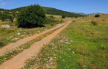 Abandoned farmland due to globalisation, socio-cultural reasons, the Bosnian war and minefields, Velebit Nature Park, Dalmatian coast, Croatia, August 2011
