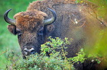 European bison (Bison bonasus)  in fenced Reserve,  in Kennemerduinen National Park, Kraansvlak, The Netherlands.