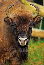 European bison (Bison bonasus) i fenced Reserve,  in Kennemerduinen National Park, Kraansvlak, The Netherlands.