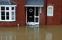 Flooding of newly built housing in the Glasdir estate, Ruthin, Vale of Clwyd, Denbighshire, Wales, UK.  This is an area at risk of flooding and therefore difficult to obtain House insurance. 27/11/ 20...