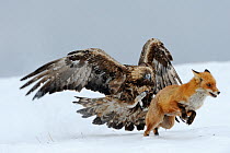 Golden Eagle (Aquila chrysaetos) adult defending carcass from Red Fox (Vulpes vulpes), Sinite Kamani National Park, Bulgaria, Europe. February. Commended, Behaviour : Birds category, Wildlife Photogra...
