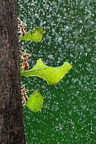Texas leafcutter ant (Atta texana) workers carrying leaves during rain, New Braunfels, Central Texas, USA. Highly honoured, Small world Spectacular Category, Natures Best competition 2012.