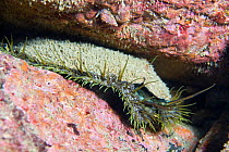 Ormer (Haliotis tuberculata) English Channel, off the coast of Sark, Channel islands, April