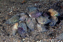 Netted Dogwhelks (Nassarius reticulatus) English Channel, off the coast of Sark, Channel Islands, October