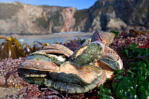 Ormers (Haliotis tuberculata) exposed at low tide, English Channel, off the coast of Sark, Channel Islands, March